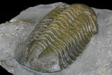 Struveaspis Trilobite - Jorf, Morocco #171509-5
